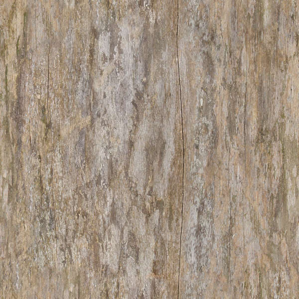BarkStripped0005 - Free Background Texture - wood tree stripped bare